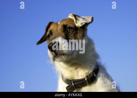 Jack Russell'terrier Hund Stockfoto