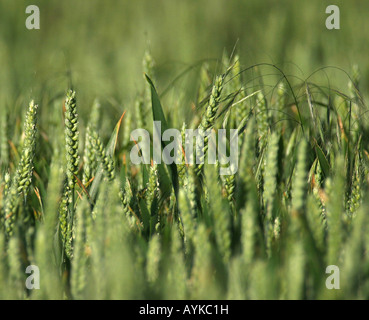 BEREICH DER GRÜNEN WEIZEN REIFUNG IN NORTH HERTS, ENGLAND, VEREINIGTES KÖNIGREICH Stockfoto