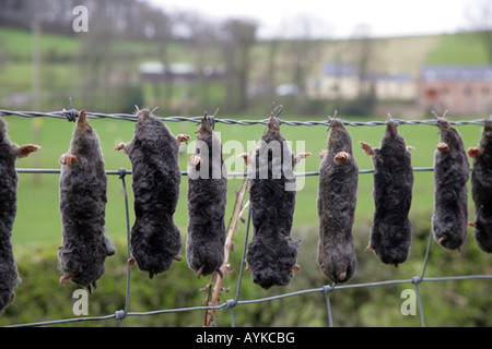 DIE TRADITIONELLE METHODE DER MOLE CATCHER, S RECHNEN, GESEHEN HIER IM FRÜHLING EIN AYRSHIRE FARM, SCHOTTLAND, VEREINIGTES KÖNIGREICH. Stockfoto