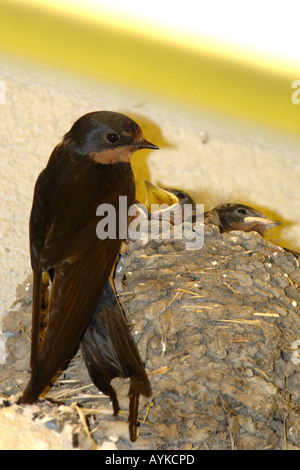 Eine weibliche schlucken ihr junges Küken tendieren. Stockfoto