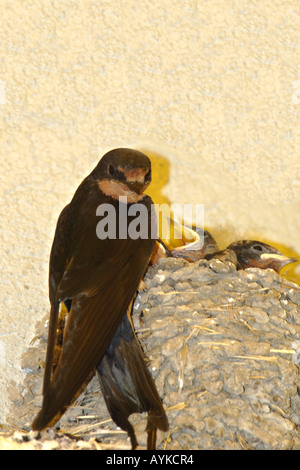 Eine weibliche schlucken ihr junges Küken tendieren. Stockfoto