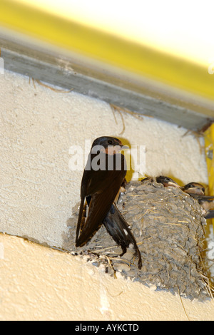 Eine weibliche schlucken ihr junges Küken tendieren. Stockfoto