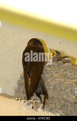 Eine weibliche schlucken ihr junges Küken tendieren. Stockfoto