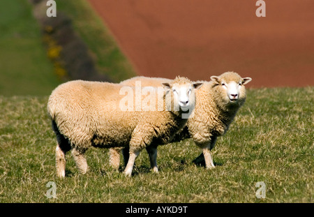 Zwei Schafe 2 Lämmer Rasse Umfrage Dorset in Devon fotografiert. Stockfoto