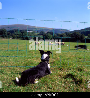 Ein Schäferhund beobachten die Schäferhund-Versuche auf einem Bauernhof in der Nähe von Myddfai, Carmarthenshire Wales UK KATHY DEWITT Stockfoto