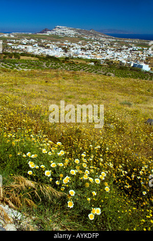 Blumen-weiße Gänseblümchen auf einem Hügel in der Nähe von Pyrgos auf der griechischen Insel Santorini Griechenland Stockfoto