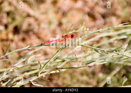 Breiter Schal Libelle Crocothemis erythraea Stockfoto