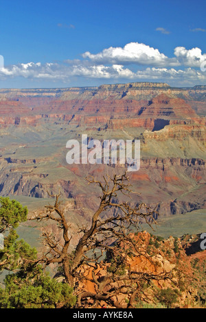 Wandern auf der Bright Angel Trail in Grand-Canyon-Nationalpark Stockfoto