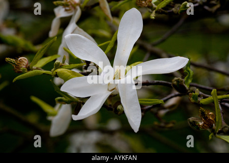 Magnoliaceae Magnolia Stellata 'Rosea' Stockfoto