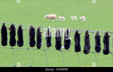 DIE TRADITIONELLE METHODE DER MOLE CATCHER, S RECHNEN, GESEHEN HIER IM FRÜHLING EIN AYRSHIRE FARM, SCHOTTLAND, VEREINIGTES KÖNIGREICH. Stockfoto