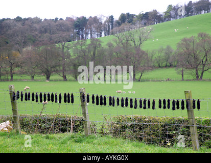 DIE TRADITIONELLE METHODE DER MOLE CATCHER, S RECHNEN, GESEHEN HIER IM FRÜHLING EIN AYRSHIRE FARM, SCHOTTLAND, VEREINIGTES KÖNIGREICH. Stockfoto