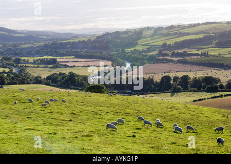 Die South Tyne durchströmenden Haydon Bridge, Northumberland Stockfoto