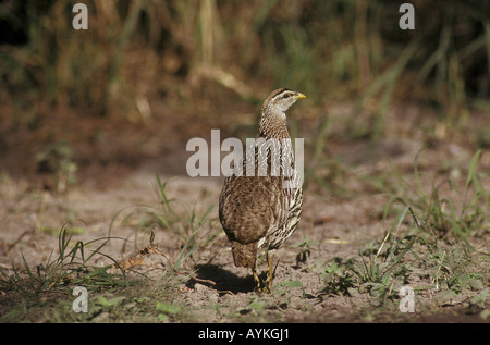 Doppelte angespornt Francolin Francolinus Bicalcaratus stehend Stockfoto