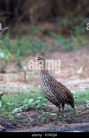 Doppelte angespornt Francolin Francolinus Bicalcaratus stehend Stockfoto