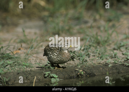 Doppelte angespornt Francolin Francolinus Bicalcaratus auf Boden Stockfoto