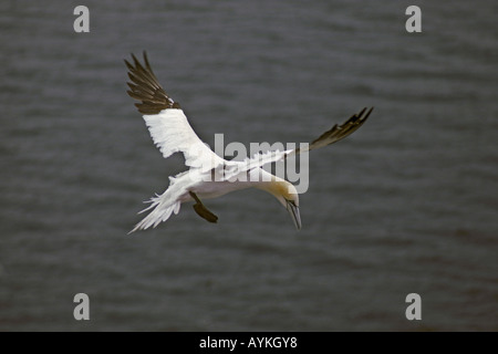 Gannet Sula Bassana hautnah im Flug über dem Wasser schweben Stockfoto