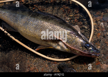 Zander im Netz mit Wurm in Mund Stockfoto