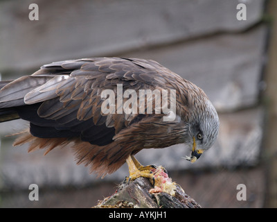 Schwarze Drachen Milvus Migrans Essen Mierlo Holland Stockfoto