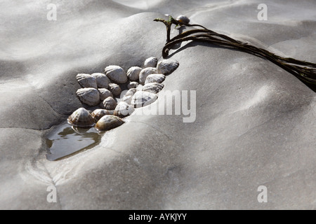 Ein Cluster von Napfschnecken festhalten an glatte Felsoberfläche Stockfoto