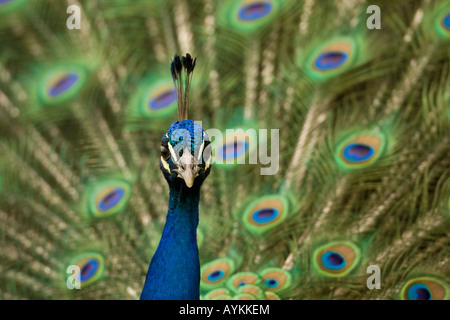 Männlicher Pfau oder indischen Pfauen Pavo Cristatus in Anzeige Dorset, England, UK Stockfoto
