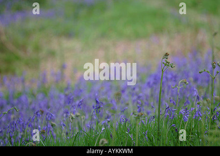 Brackenfern Farnspitzen vor dem Hintergrund der aus Fokus Glockenblumen und Laub. Stockfoto