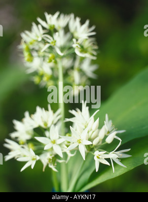 Allium Ursinum Bärlauch, Bärlauch, konzentrieren sich auf Gruppen von sternförmigen Blüten an dünnen Stiel Stockfoto