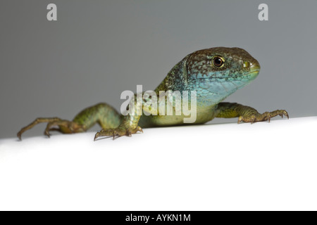 Ein Foto von einem männlichen Smaragdeidechse (Lacerta Viridis Bilineata) im Studio aufgenommen. Portrait de Studio d ' un Lézard Vert Mâle. Stockfoto