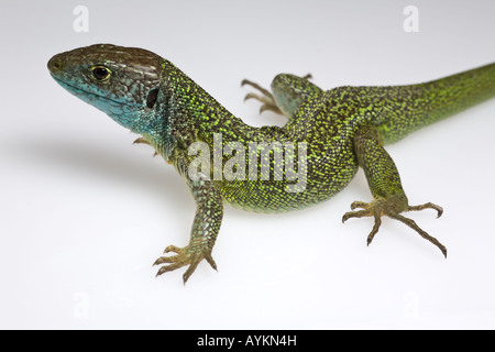 Eine männliche Smaragdeidechse (Lacerta Viridis Bilineata) im Studio fotografiert. Lézard Vert Mâle Photographié En Studio. Stockfoto