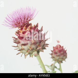 Cynara Cardunculus, Karde, große Distel wie violetten Blüten und essbare Knospe Stockfoto