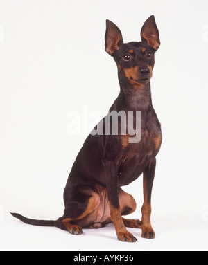 Englisch toy Terrier sitzen aufrecht und wach. Stockfoto