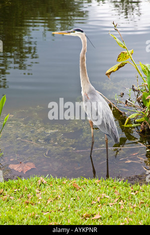 Das Great Blue Heron in Florida, USA Stockfoto