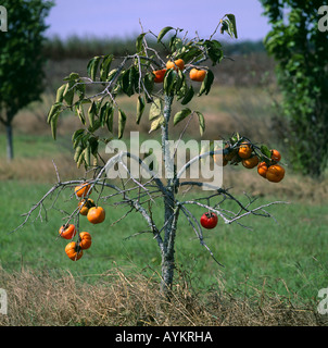 ORIENTALISCHE PERSIMONE DIOSPYROS KAKI EUREKA GEORGIEN Stockfoto