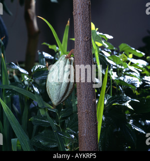 KAKAO-SAMENSCHOTE HÄNGEN AM BAUM (THEOBROMA CACAO) / GEORGIEN Stockfoto