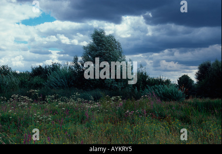 Abschnitt "Wildside" London Wetlands Centre, Barnes, London SW13 Stockfoto