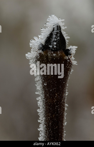 Asche Baum Knospe bedeckt mit Frost Fraxinus excelsior Stockfoto