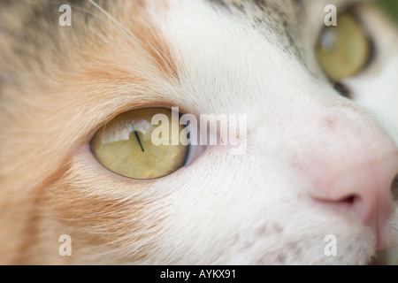 Nahaufnahme von der Katze Gesicht Stockfoto