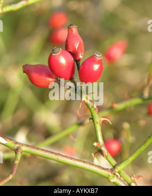 GARTENBAU. ROSA CANINA. HUNDSROSE HAGEBUTTEN. Stockfoto