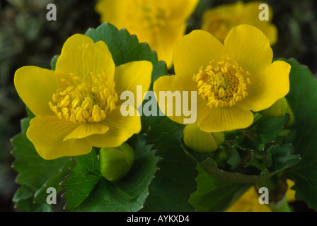 Caltha Palustris. AGM-King Cup, Marsh Marigold. Stockfoto