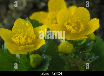 Caltha Palustris. AGM-King Cup, Marsh Marigold. Stockfoto