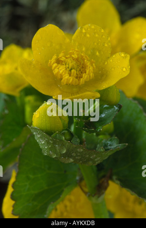 Caltha Palustris. AGM-King Cup, Marsh Marigold. Stockfoto