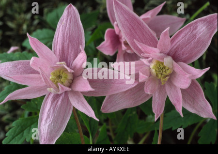 Clematis Macropetala "Markham Pink". AGM Gruppe 1 eine Clematis. Alter Mann der Bart, Traveller es Freude, Jungfrau der Laube. Stockfoto