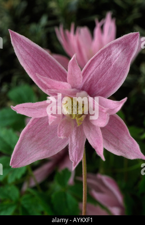 Clematis Macropetala "Markham Pink". AGM Gruppe 1 eine Clematis. Alter Mann der Bart, Traveller es Freude, Jungfrau der Laube. Stockfoto