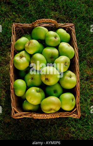 Frisch gepflückt Bramley-Äpfel in einem Korb Stockfoto