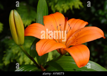 Tiger Feuerlilie Lilium Lancifolium in voller Blüte Stockfoto
