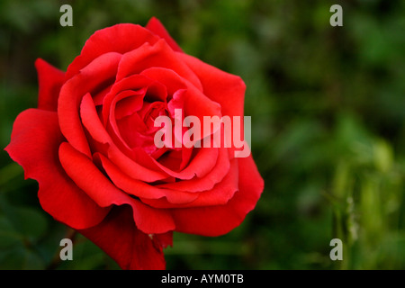 Nahaufnahme von einer einzelnen roten Rose vor einem grünen Hintergrund Stockfoto