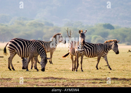 Eine Herde von gemeinsamen Zebras grasen auf den Ebenen neben Lake Manyara in East African Rift Valley in Tansania. Stockfoto