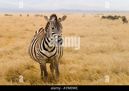 Eine schwangere Zebra kreuzt die Etage des Ngorogoro Crater während der Trockenzeit in Tansania mit Gnus in der Ferne. Stockfoto