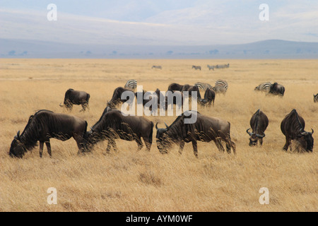 Streifengnu Weiden in Herden auf den Ebenen der Ngorogoro Krater, Tansania. Die Kraterwand kann in der Ferne gesehen werden. Stockfoto