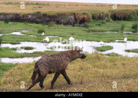 Eine Hyäne streift um eine Wasserstelle in Ngorongoro Crater, Tansania. Stockfoto