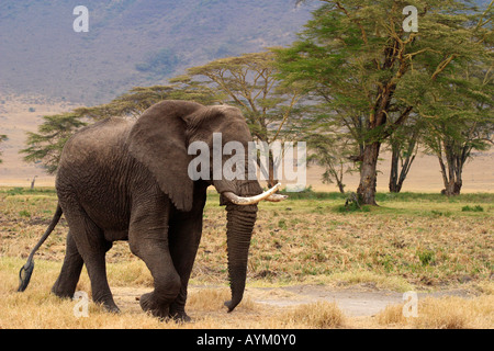 Ein Elefant schreitet durch vereinzelte Wald in Ngorongoro Crater, Tansania. Stockfoto